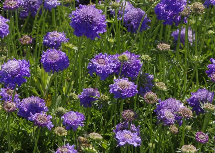 Wildstauden (heimisch)