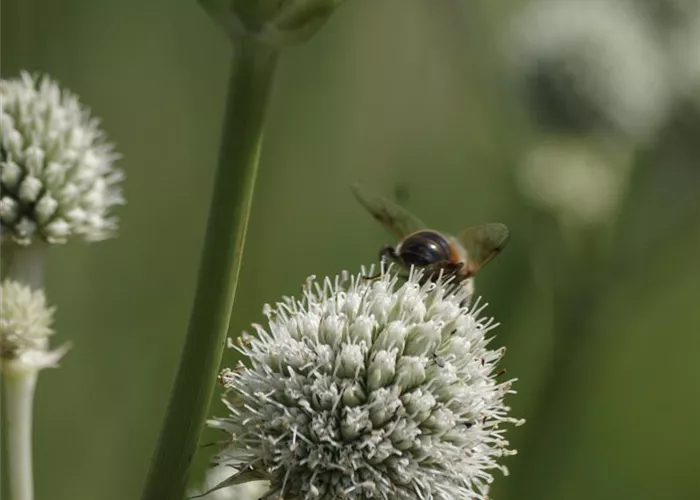 Wildstauden (global)