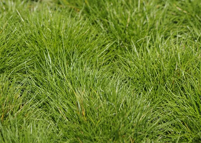 Überlebenskünstler