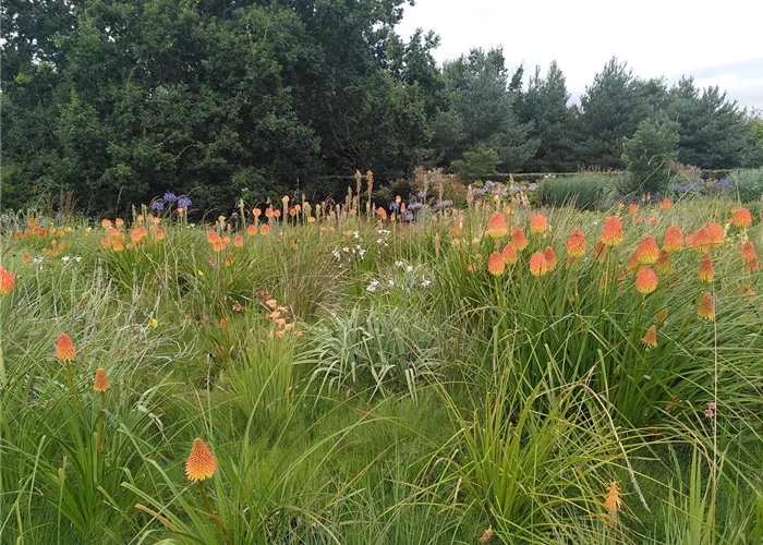 Schneckenresistente Stauden