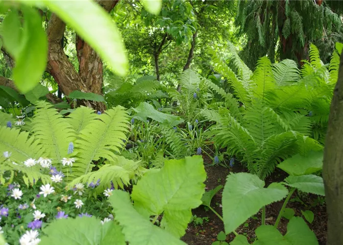 Bodendecker - Schatten