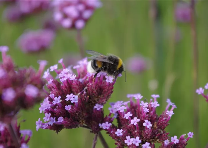 Bienen- und Schmetterlingsstauden